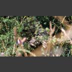 Der Ettlinger Airsoft Verein organisierte wieder ein Airsoft Gameday mit 85 Teilnehmern im Village de combat de Bainville sur Madon bei Nancy. Vielen 