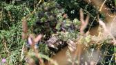 Der Ettlinger Airsoft Verein organisierte wieder ein Airsoft Gameday mit 85 Teilnehmern im Village de combat de Bainville sur Madon bei Nancy. Vielen